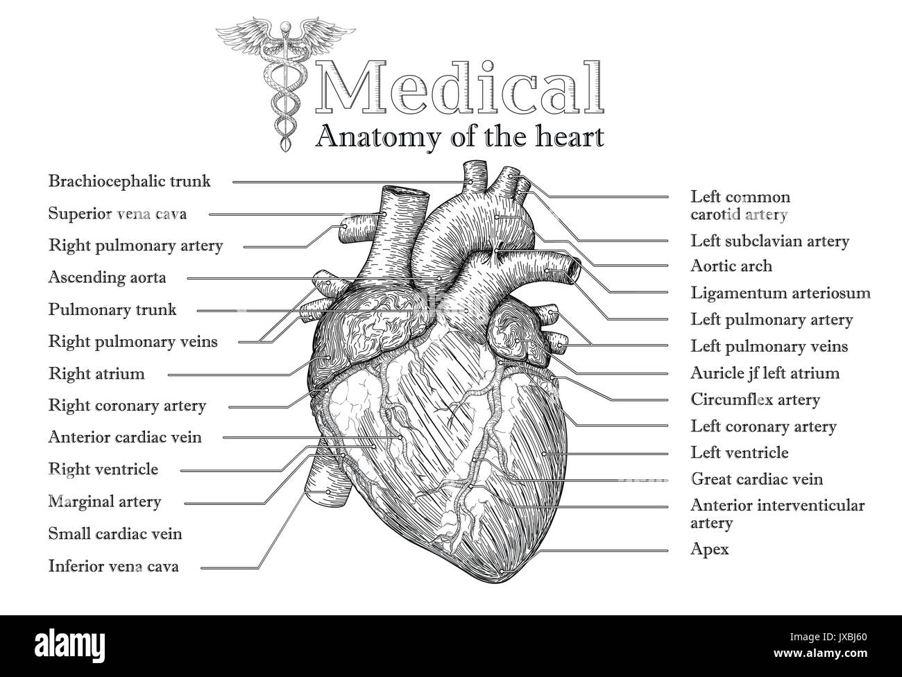 Cœur de l'homme anatomique poster dessiné à la main avec l'inscription de l'ordre d'arteria, aorte. De l'éducation médecine illustration vectorielle. Haut organe de corps détaillées. Illustration de Vecteur