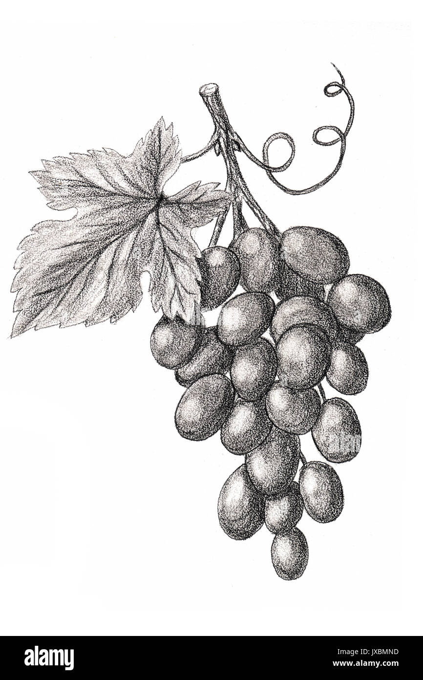 Grappe de raisins. Croquis dessinés à la main, style. Sur un fond blanc