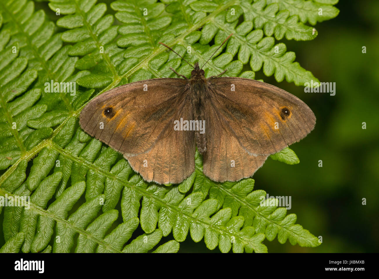 Meadow Brown Butterfly (Maniola jurtina) réglés sur une fronde de fougère avec ses ailes déployées. Banque D'Images