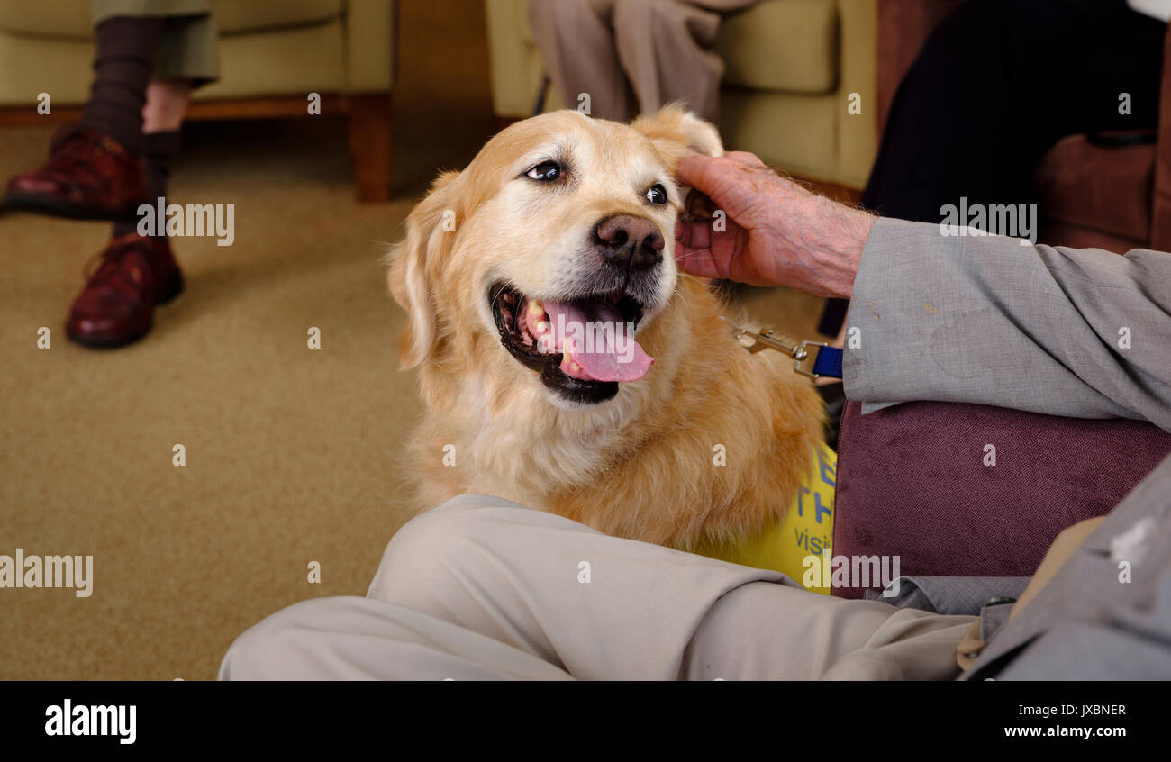 Un chien de thérapie d'animaux comme les retraités en visite à une maison de soins dans l'East Sussex, Royaume-Uni. Banque D'Images