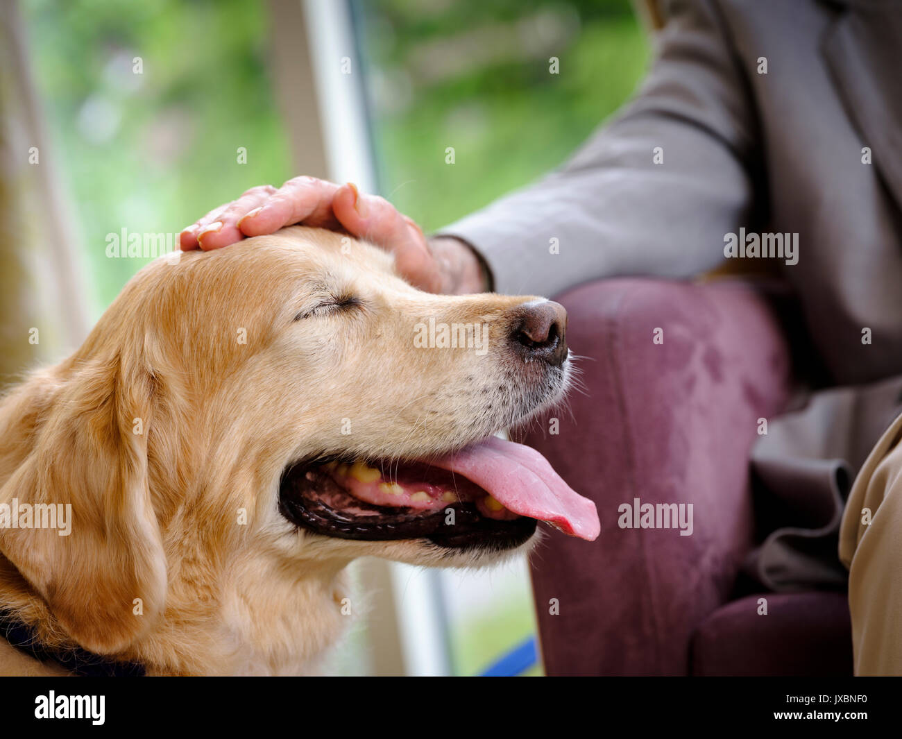 Un chien de thérapie d'animaux comme les retraités en visite à une maison de soins dans l'East Sussex, Royaume-Uni. Banque D'Images