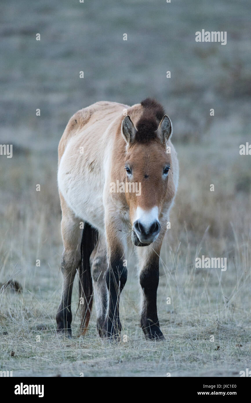 Cheval de Przewalski Banque D'Images