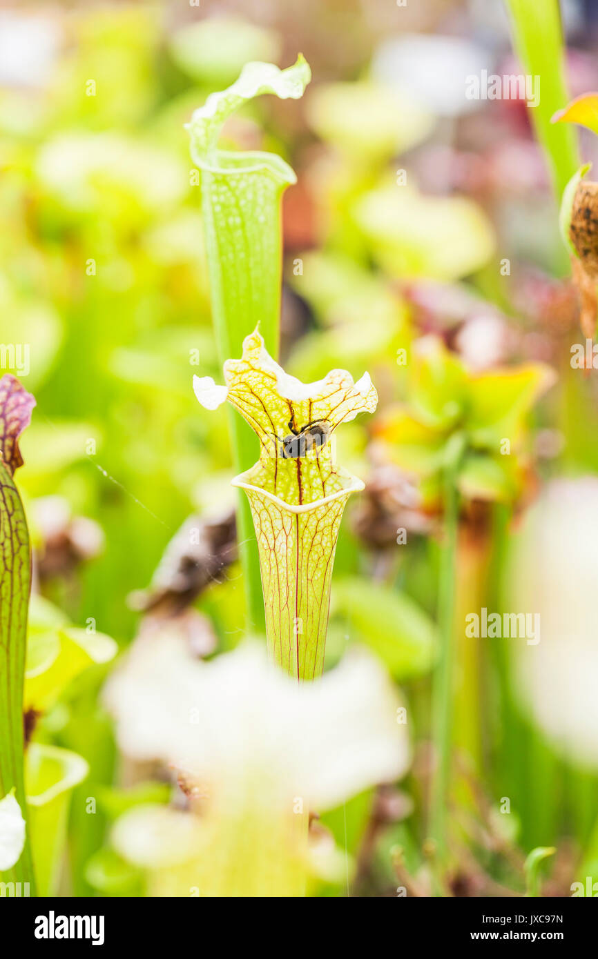 Les serres de plantes carnivores Banque D'Images