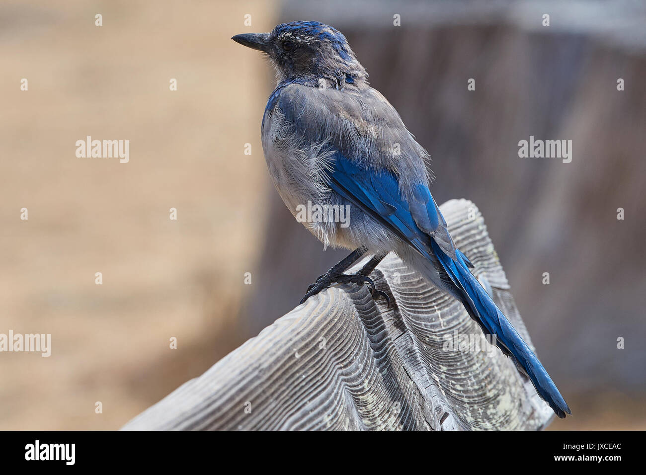 Scrub Jay, Californie Aphelocoma Californica sur Angel Island, Californie. Banque D'Images