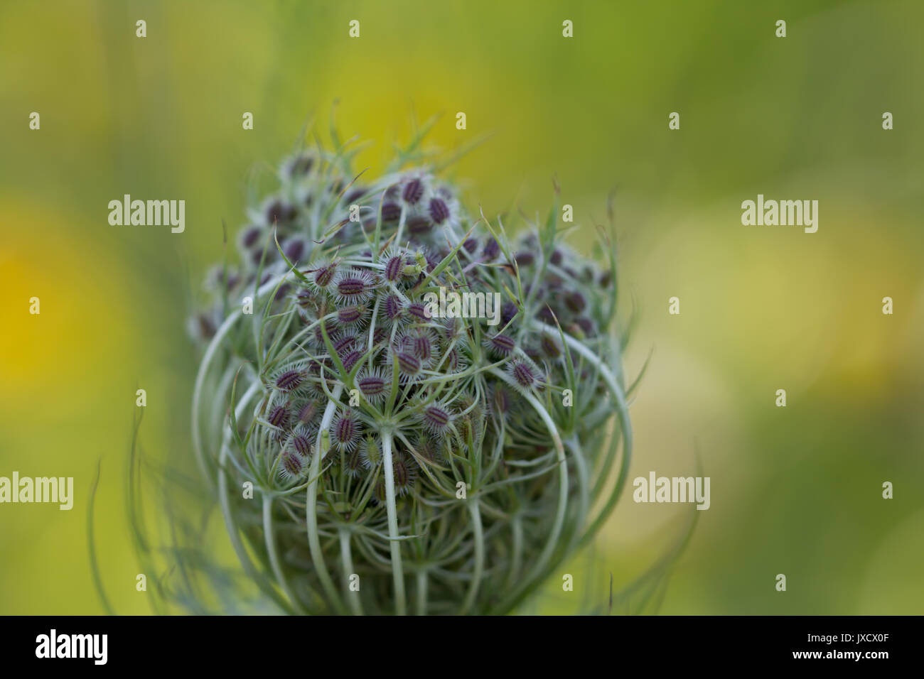 Queen Anne's lace (carotte sauvage) Banque D'Images