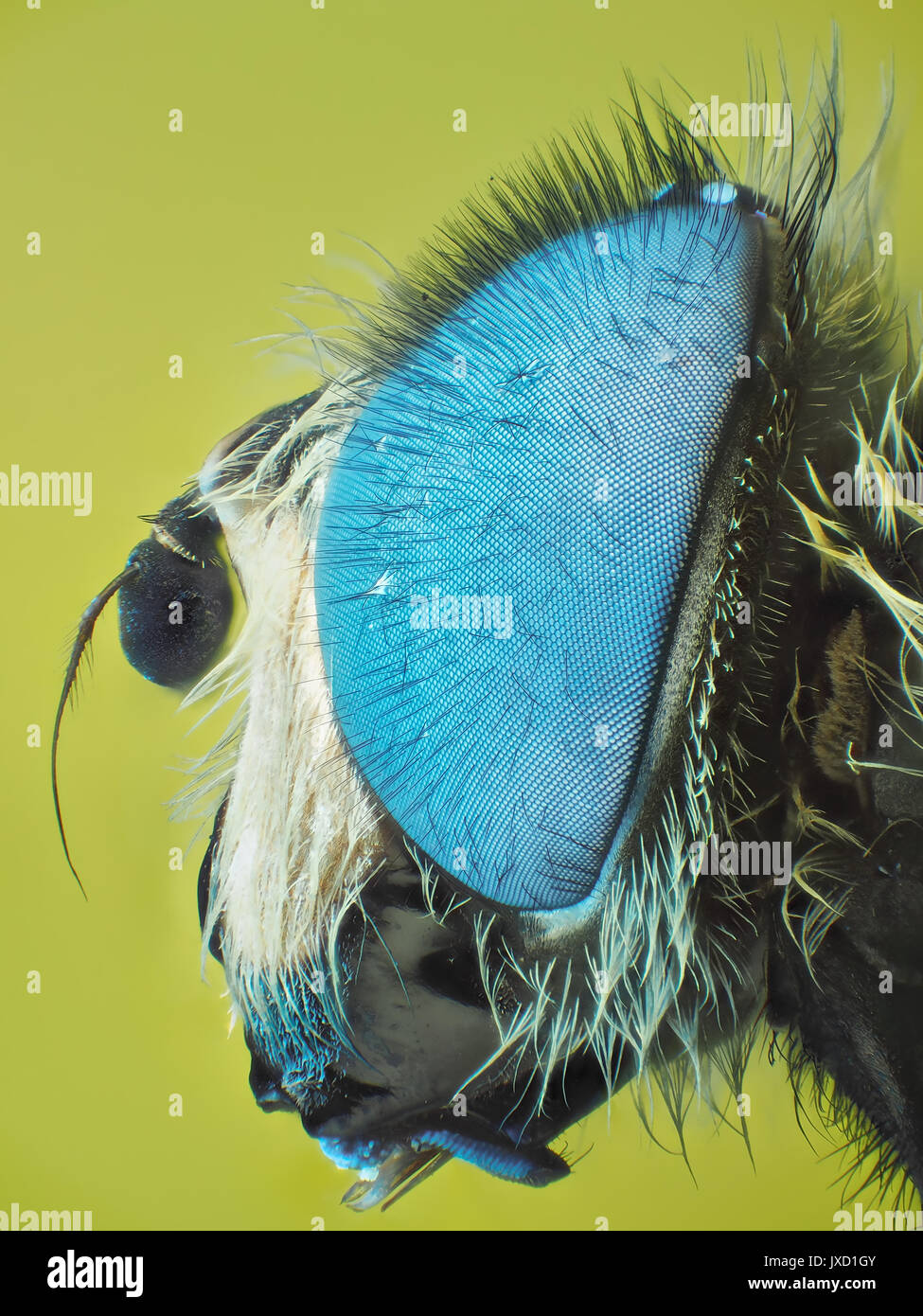Hoverfly (famille des Syrphidae) avec les yeux bleu fluorescent, reflète la lumière ultraviolette visible  + microphotographie, 24x 10cm de haut avec des imprimés Banque D'Images