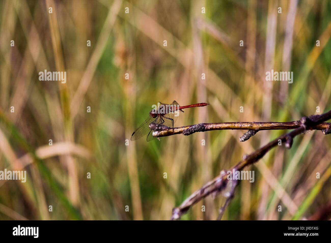 Libellule dans un arbre. Arrière-plan flou. Heure d'été. Banque D'Images
