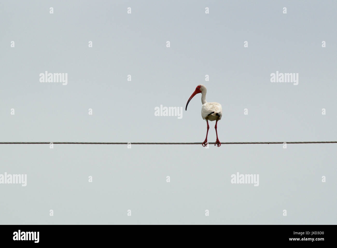 Un Grand Ibis Blanc Oiseau Avec Bec Rouge Incurvé Long Est