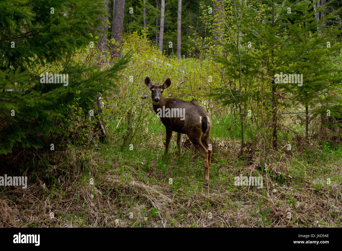 Petite Biche dans la nature à la recherche d'appareil photo Banque D'Images