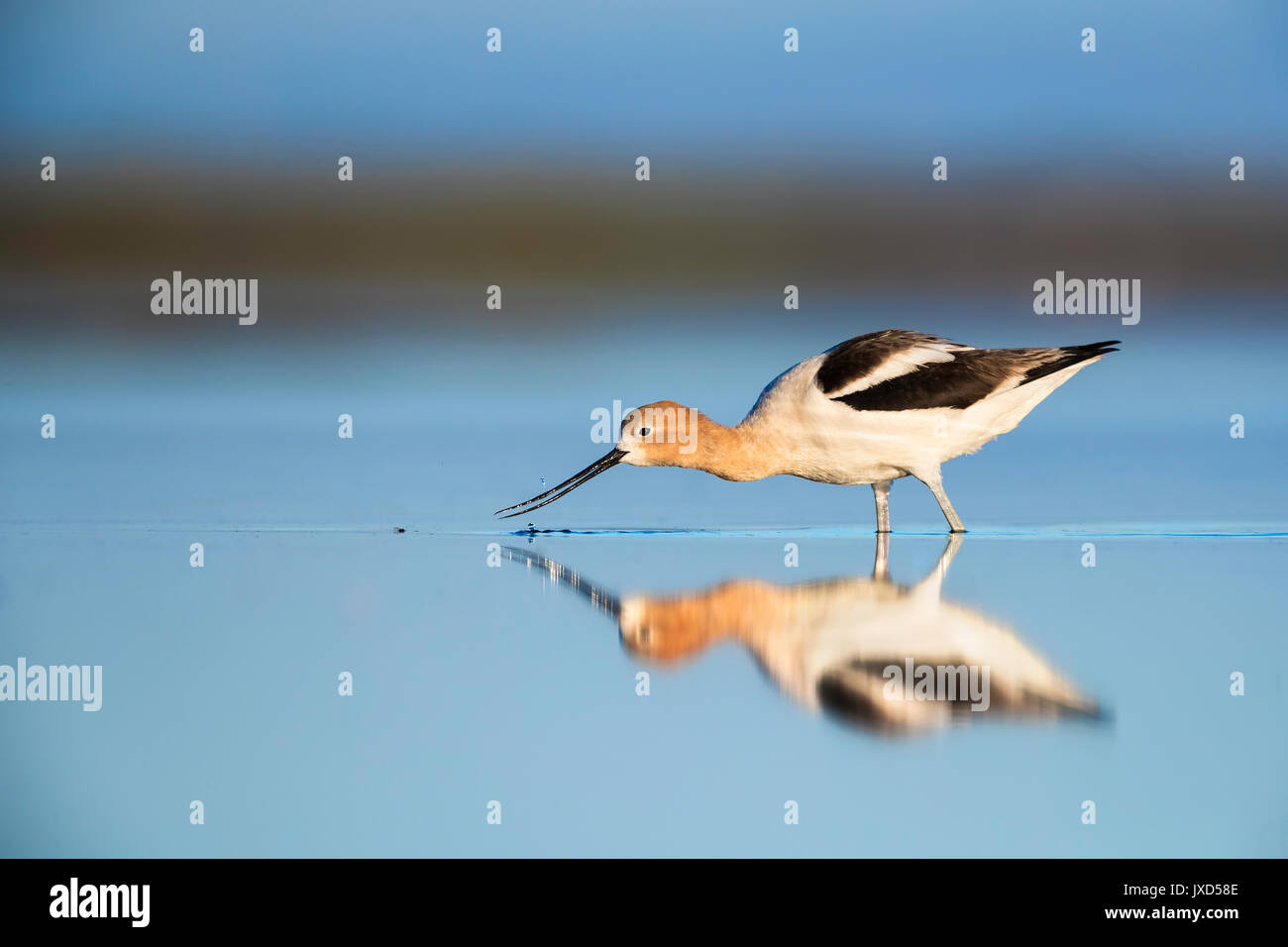 L'Avocette d'adultes se nourrissent d'insectes dans l'eau peu profonde Banque D'Images