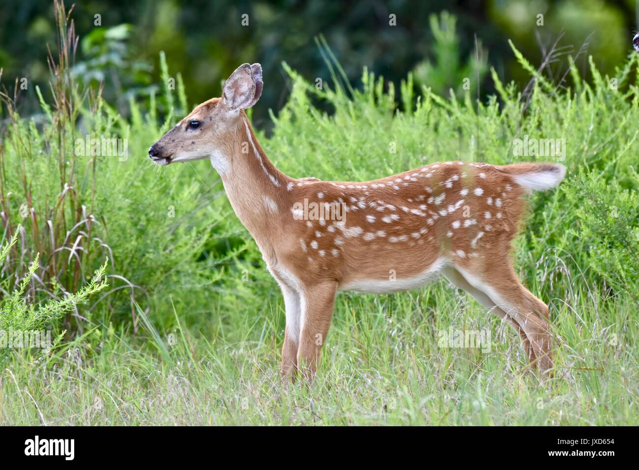 Fauve à queue noire (Odocoileus virginianus) Banque D'Images