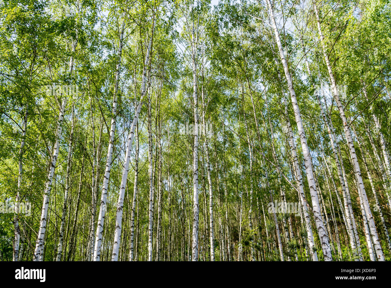 Les jeunes, dense forêt de bouleaux à papier peint ou l'arrière-plan Banque D'Images