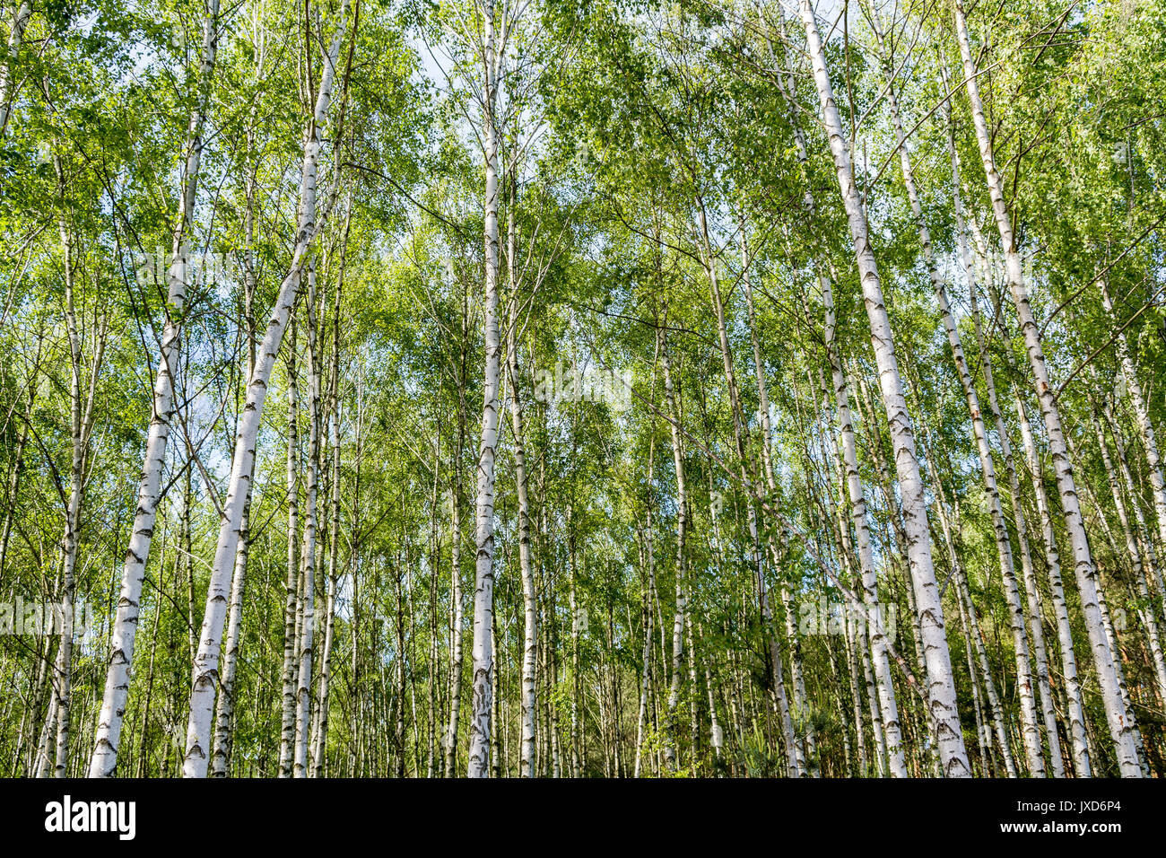 Les jeunes, dense forêt de bouleaux à papier peint ou l'arrière-plan Banque D'Images