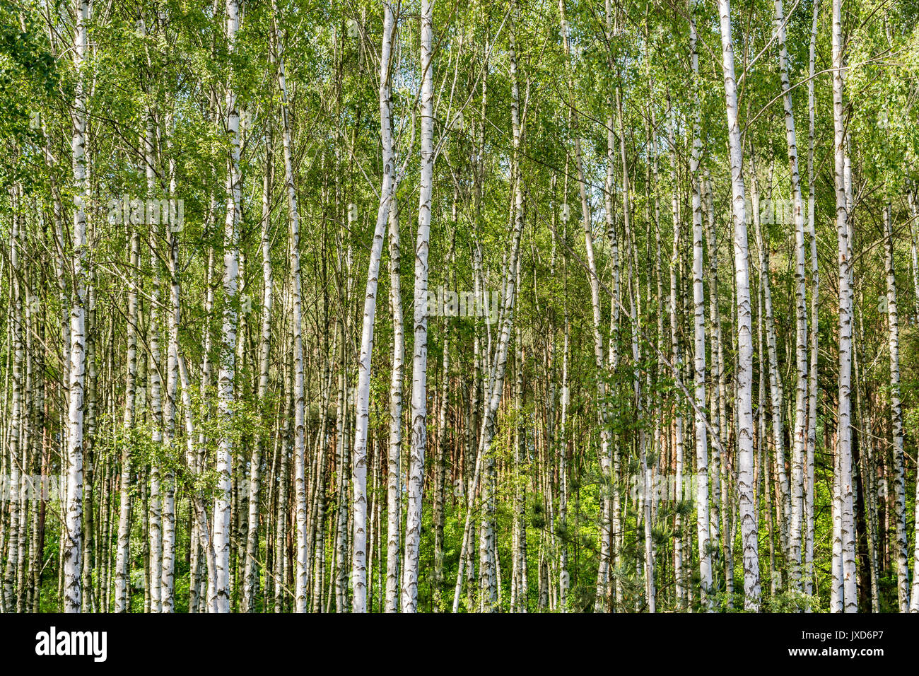 Les jeunes, dense forêt de bouleaux à papier peint ou l'arrière-plan Banque D'Images