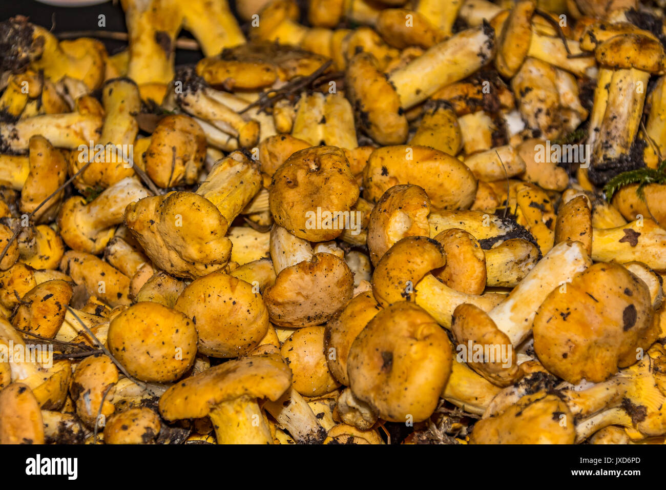 Un bon nombre de chanterelles (girolles), tout droit de la forêt Banque D'Images