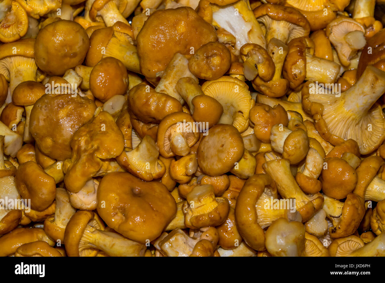 Beaucoup de chanterelles fraîches, propres (girolles), pour la cuisson Banque D'Images