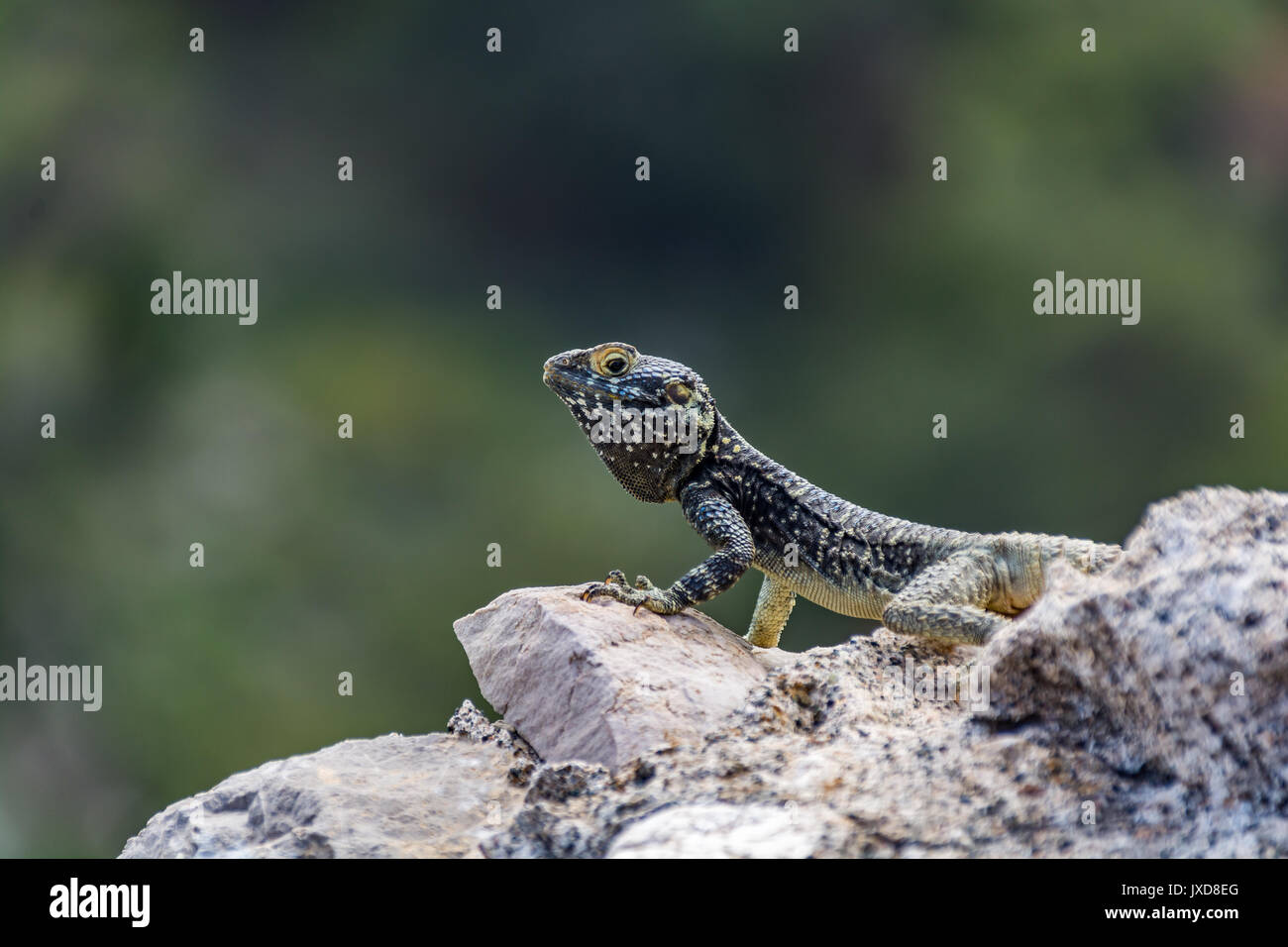 Le lézard, ruines médiévales du château de Monolithos, l'île de Rhodes, Grèce Banque D'Images