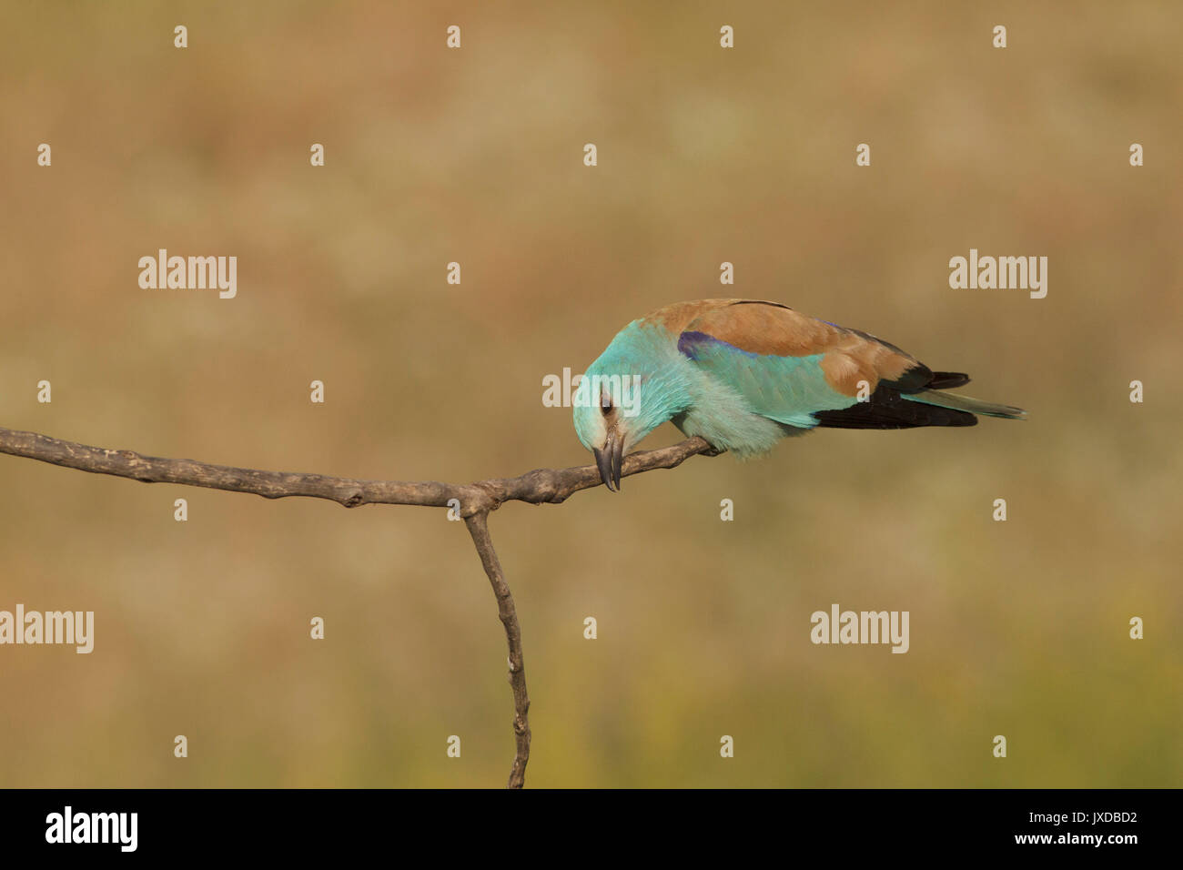 Coracias garrulus European (rouleau), adulte, bec de nettoyage sur Branch, en Voïvodine, Serbie, juin Banque D'Images