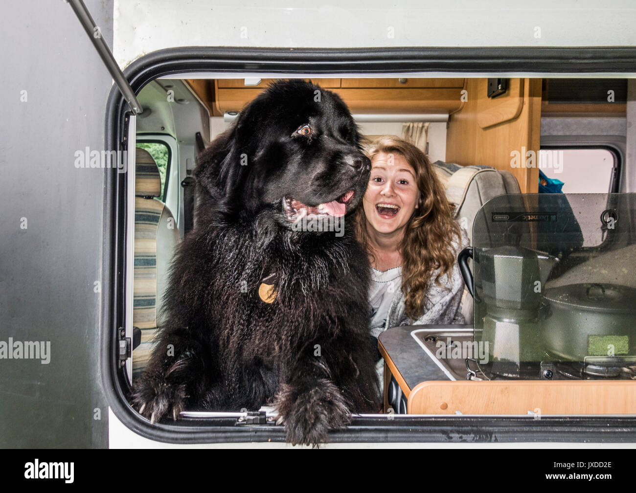 Une jolie jeune femme en vacances dans un camping-car sur un emplacement de camping, souriant joyeusement, avec son chien Terre-neuve libre près de la fenêtre. Angleterre, Royaume-Uni. Banque D'Images