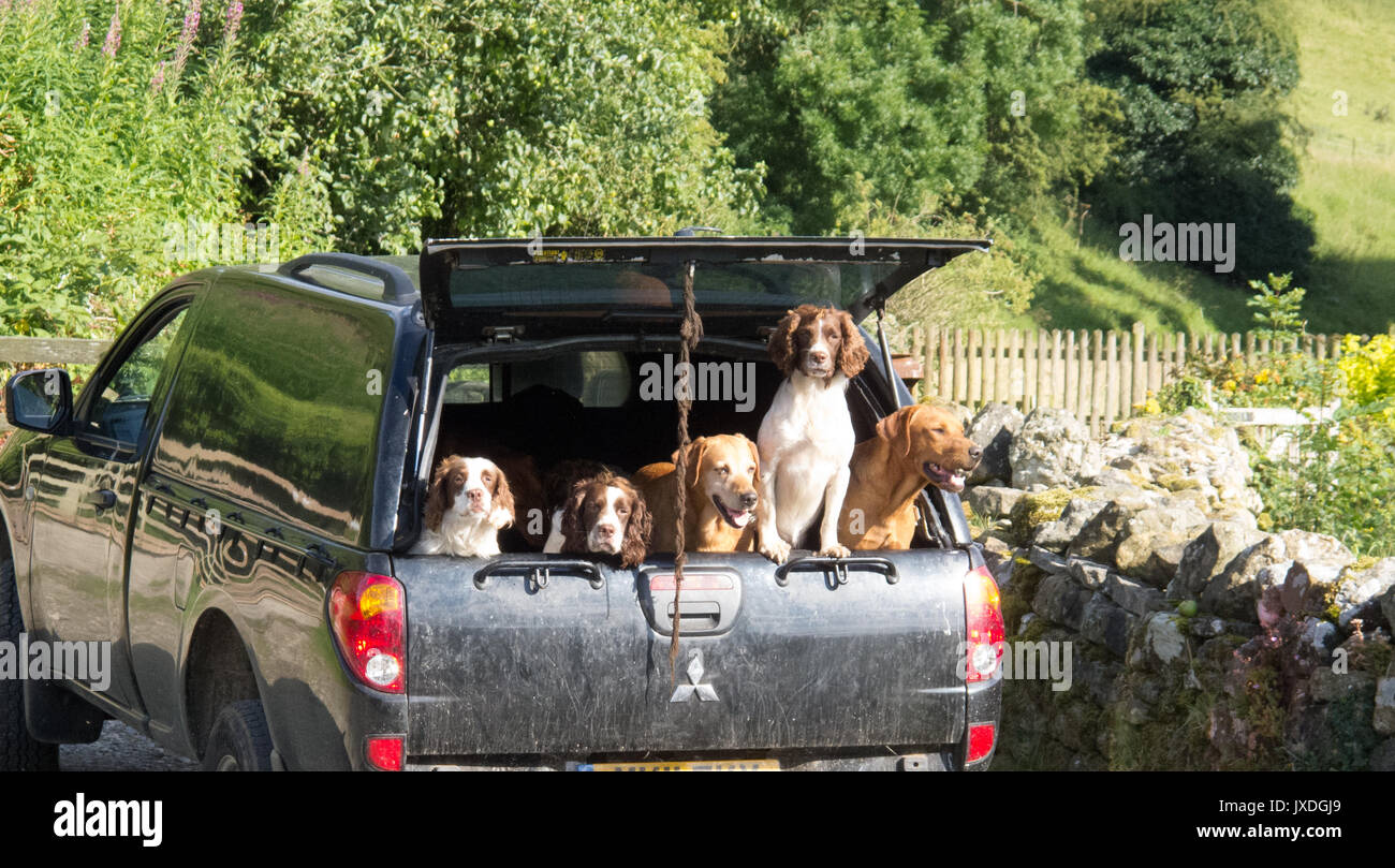 Les chiens dans l'arrière d'un van Banque D'Images