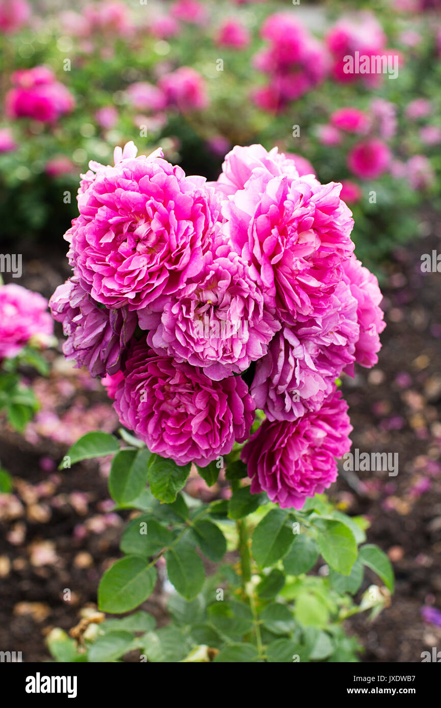 Roses dans les jardins de Kew - fleurs Banque D'Images