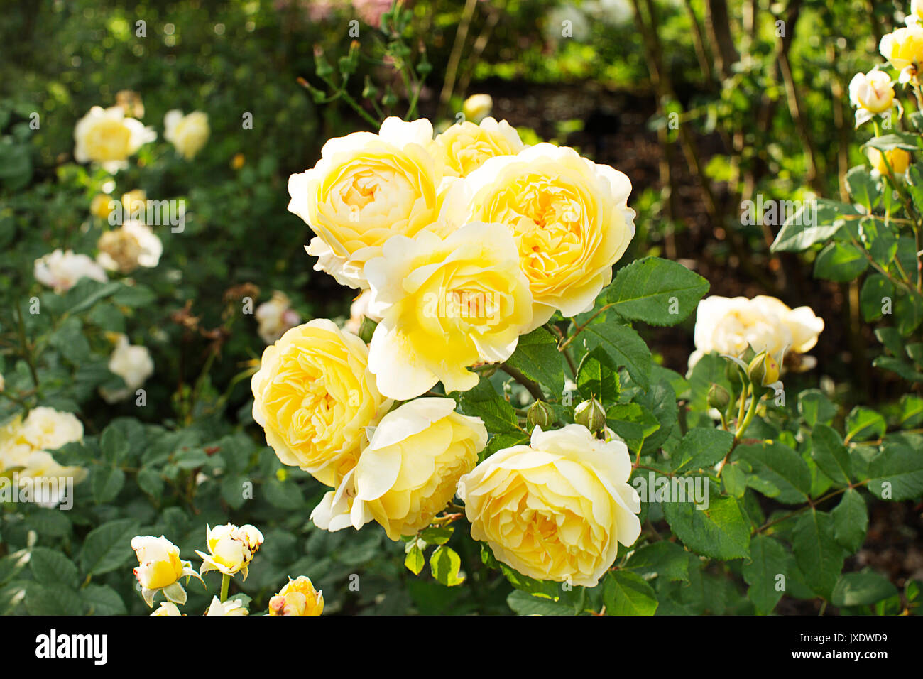 Roses dans les jardins de Kew - fleurs Banque D'Images