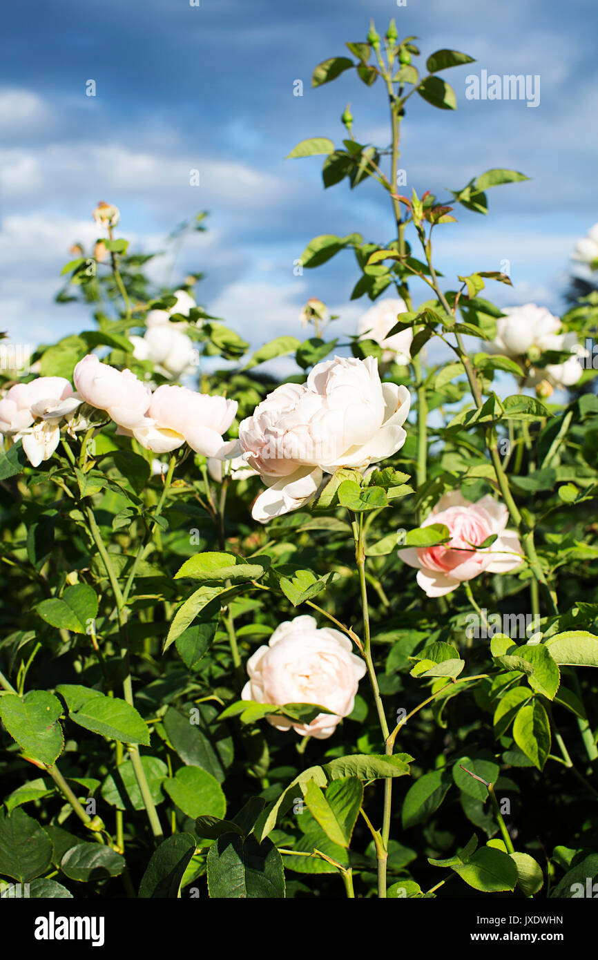 Roses dans les jardins de Kew - fleurs Banque D'Images