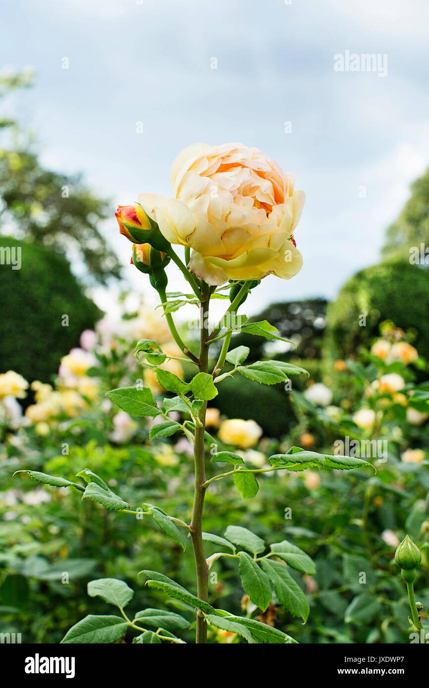 Roses dans les jardins de Kew - fleurs Banque D'Images