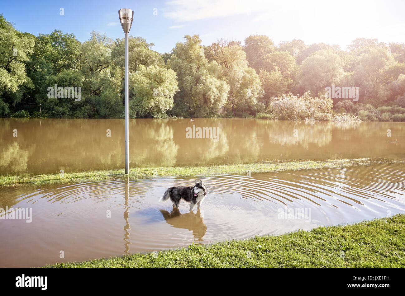 Chien dans un parc sur un chemin inondé après le lever du soleil. Banque D'Images Chien dans un parc sur un chemin inondé après le lever du soleil. Banque D'Images
