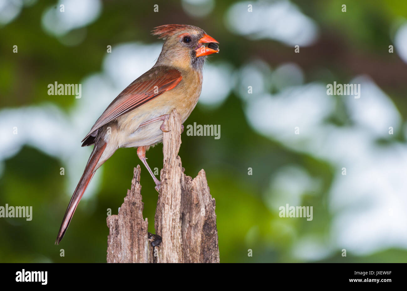 Le Cardinal rouge femelle manger une graine de tournesol noir Banque D'Images