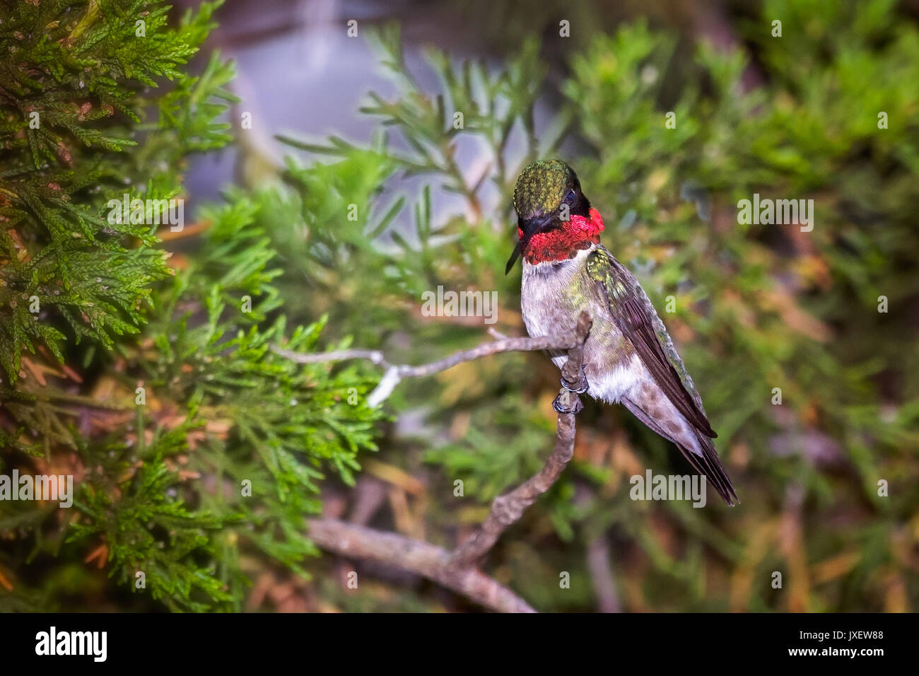 Colibri à gorge rubis perché dans un cèdre Banque D'Images