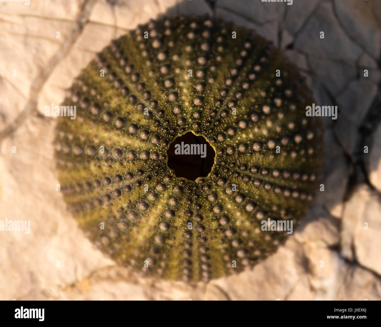 Coquille vide d'un hérisson de mer. Banque D'Images