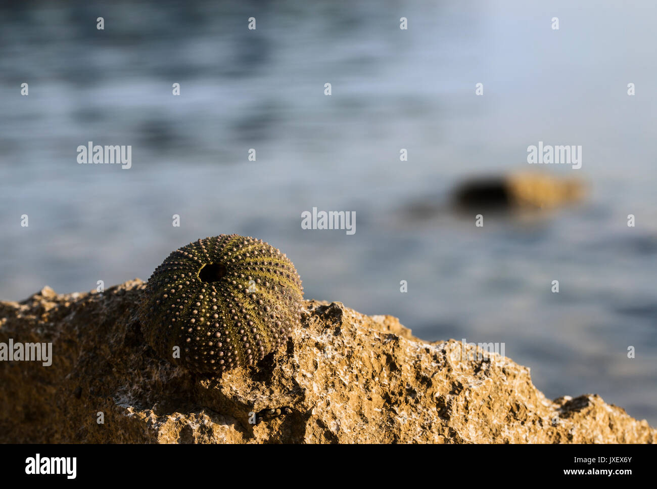 Coquille vide d'un hérisson de mer. Banque D'Images