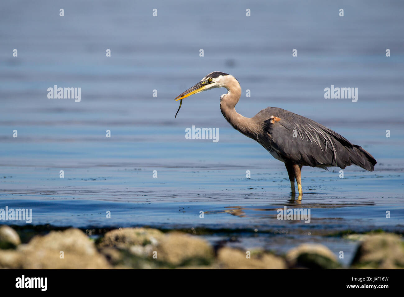 Grand héron (Ardea herodias) se nourrissant d'un poisson dans l'eau peu profonde à Island View Beach sur l'île de Vancouver, Canada. Banque D'Images