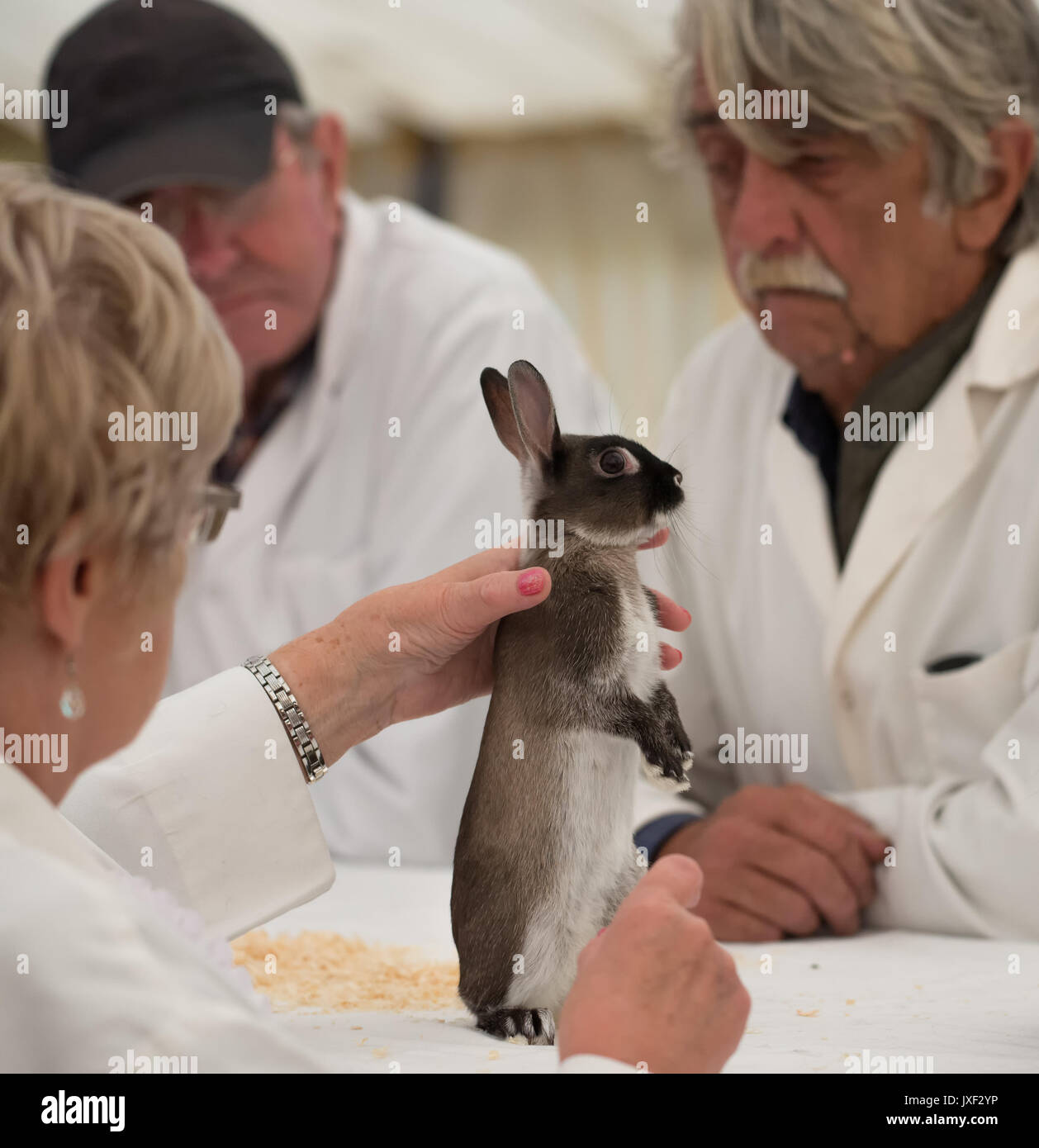 Lapin au Salon de l'agriculture du Sud Banque D'Images