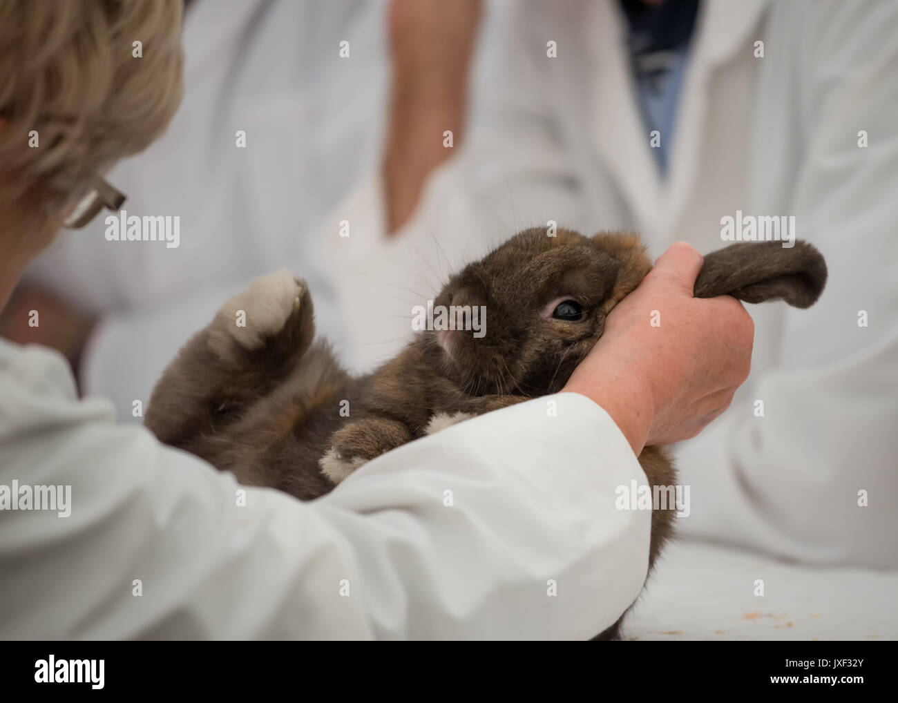 Lapin au Salon de l'agriculture du Sud Banque D'Images