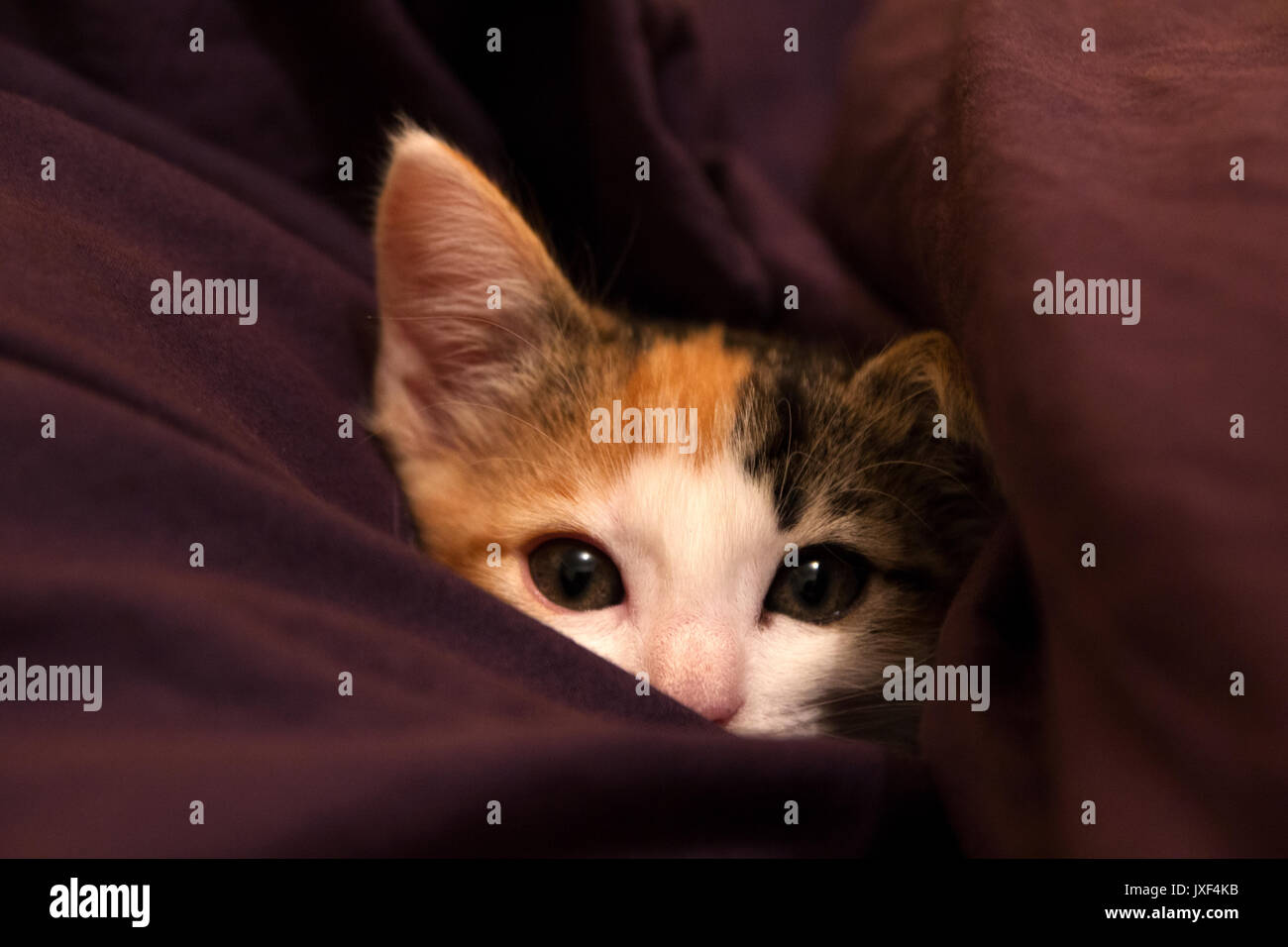Sweet Little cat peeking Banque D'Images
