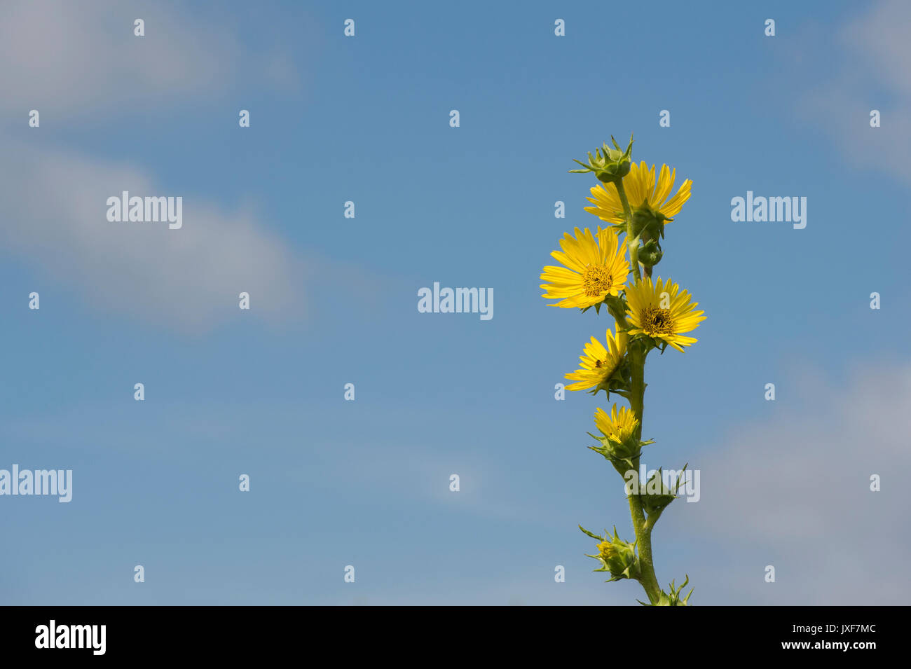 Silphium laciniatum. Fleur Plante boussole Banque D'Images