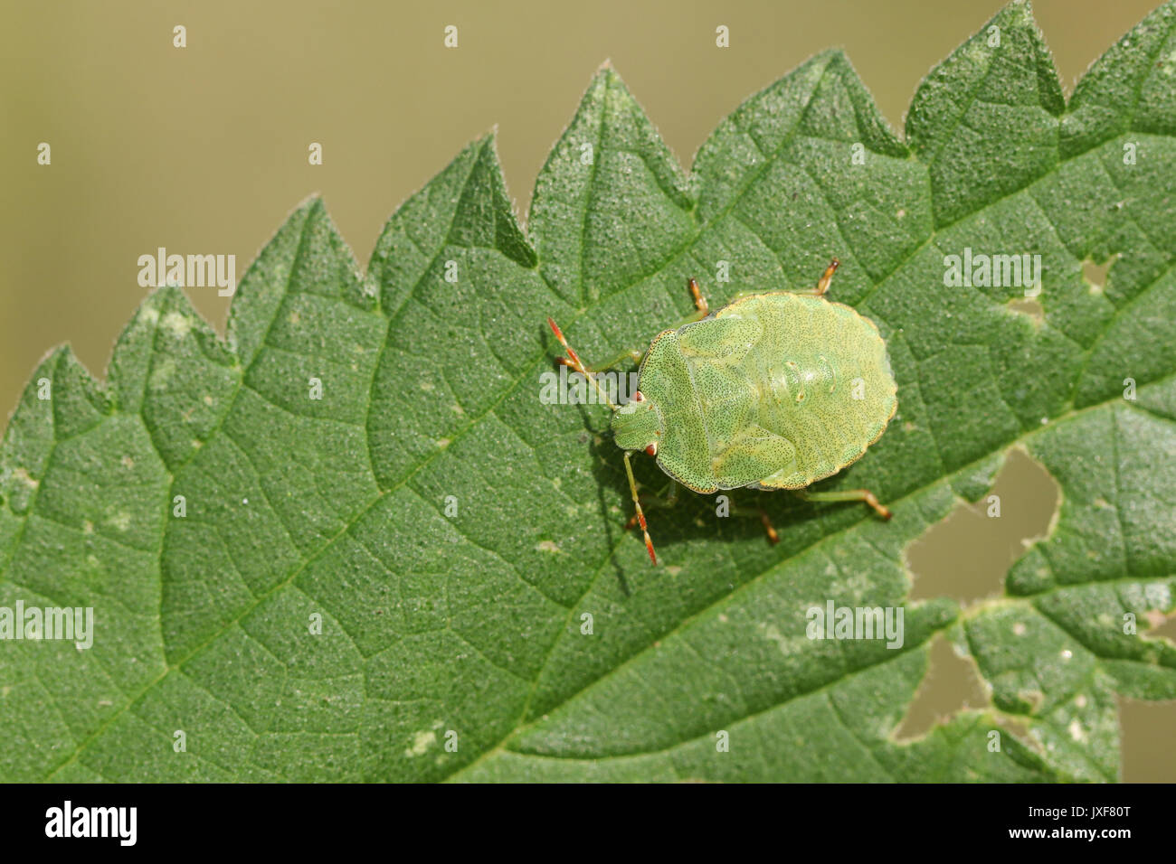 Un Shieldbug verte (Palomena prasina) perché sur une feuille. Banque D'Images