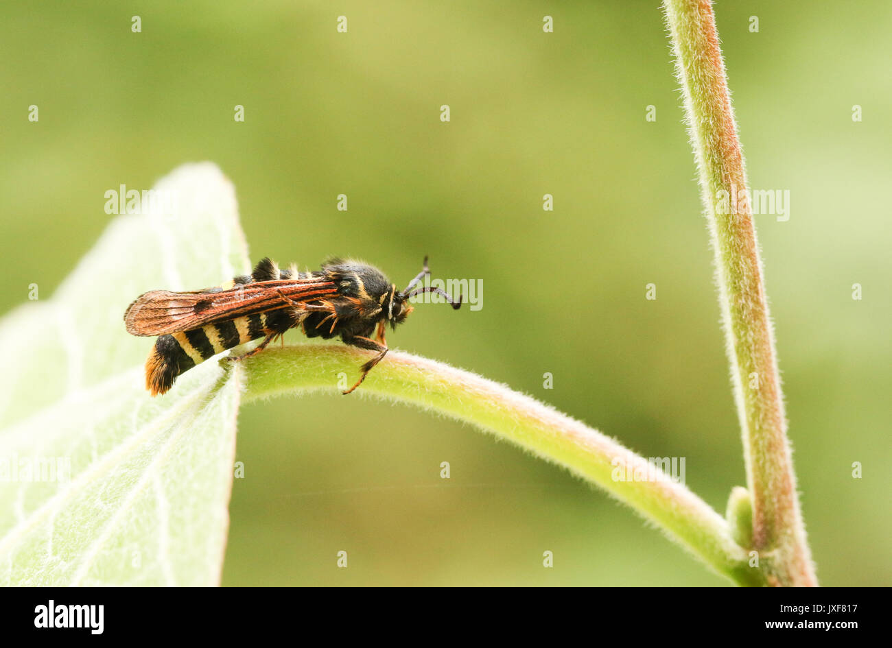 Un superbe Rare Sésie du framboisier (Pennisetia hylaeiformis) perché sur une feuille. Banque D'Images