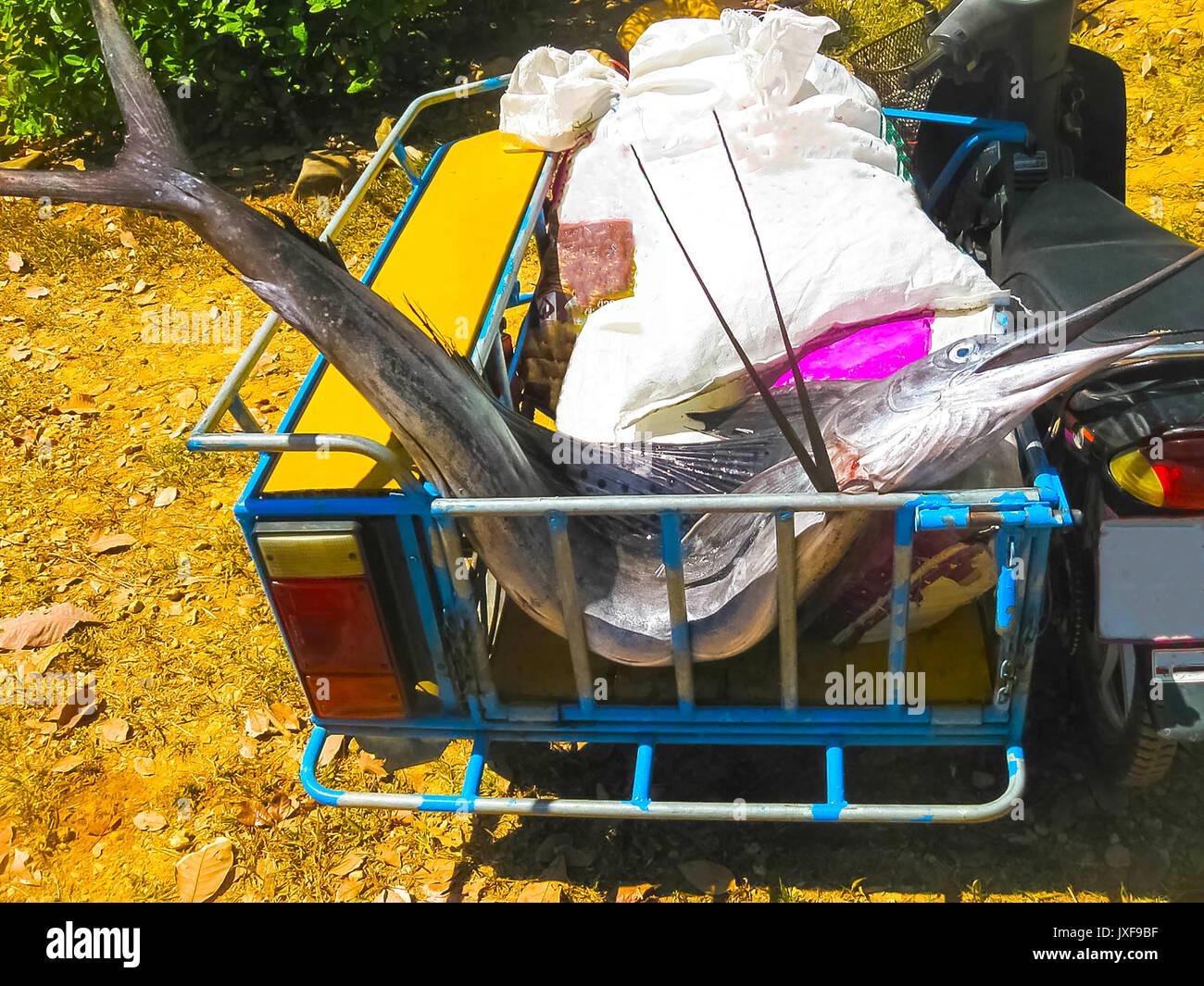 Le gros poisson marlin Banque D'Images