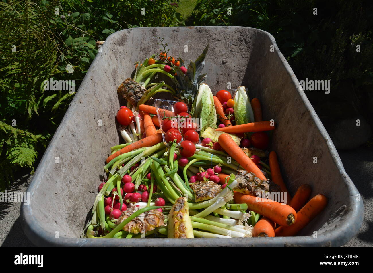 Fruits et légumes pourris pour le compost Banque D'Images