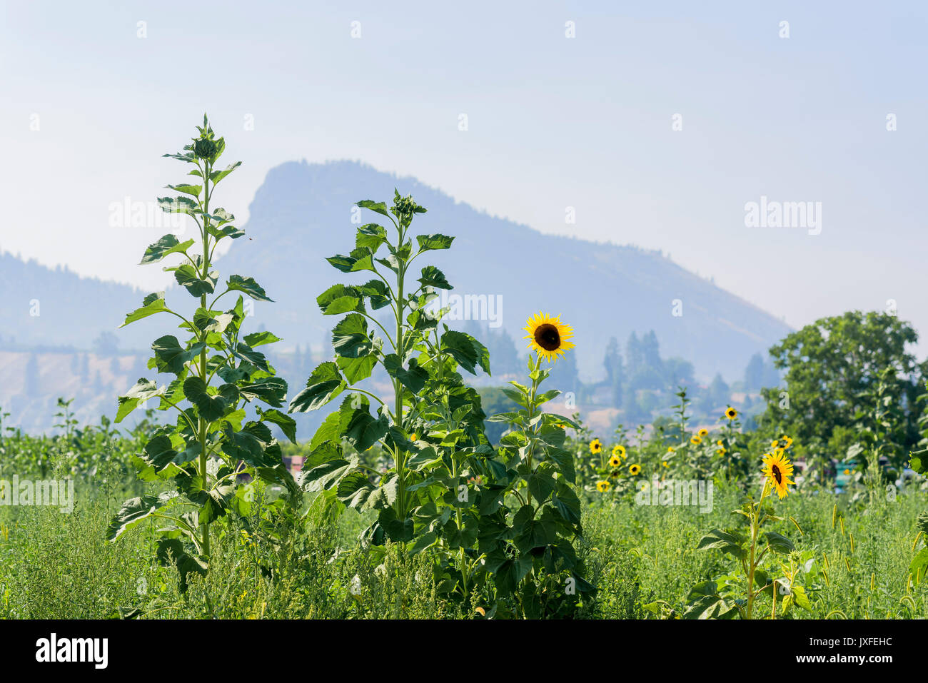 Le tournesol, Summerland, Okanagan Valley, British Columbia, Canada Banque D'Images