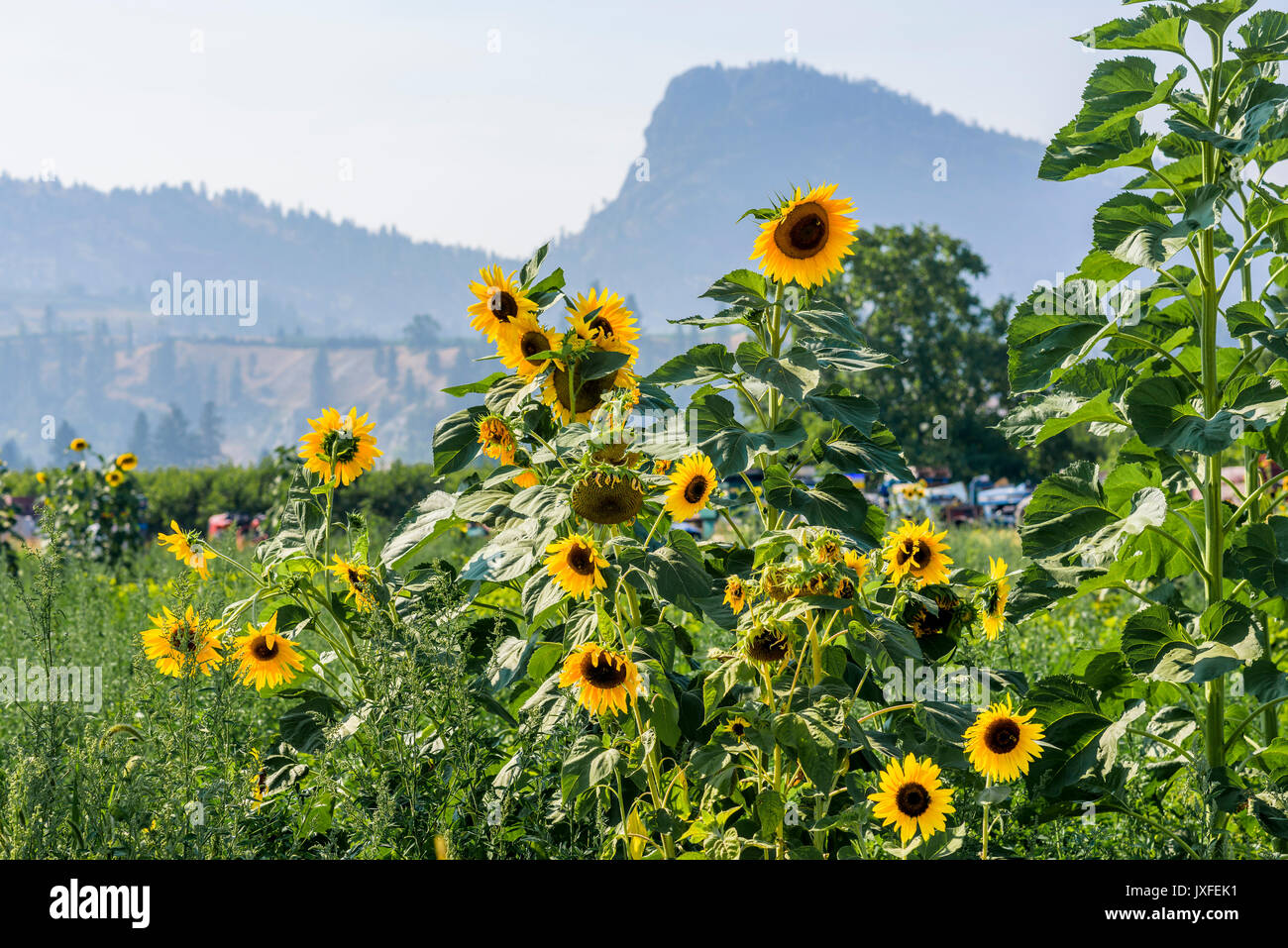 Le tournesol, Summerland, Okanagan Valley, British Columbia, Canada Banque D'Images