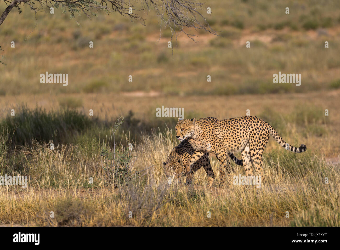 Safari de faune de guépards dans la nature à le parc transfrontalier de Kgalagadi en bordure de l'Afrique du Sud en Namibie et au Botswana Banque D'Images