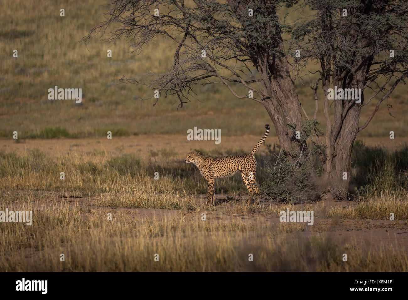 Safari de faune de guépards dans la nature à le parc transfrontalier de Kgalagadi en bordure de l'Afrique du Sud en Namibie et au Botswana Banque D'Images