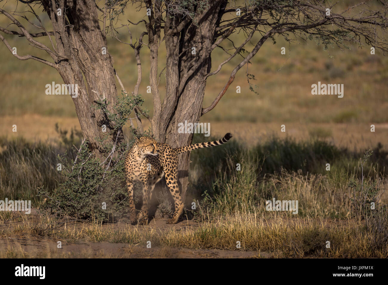 Safari de faune de guépards dans la nature à le parc transfrontalier de Kgalagadi en bordure de l'Afrique du Sud en Namibie et au Botswana Banque D'Images