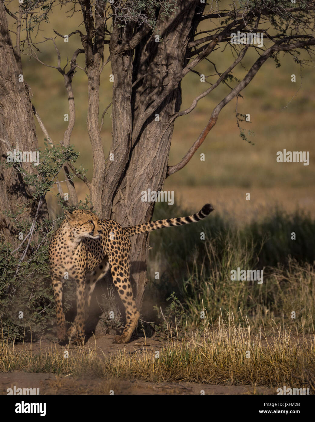 Safari de faune de guépards dans la nature à le parc transfrontalier de Kgalagadi en bordure de l'Afrique du Sud en Namibie et au Botswana Banque D'Images