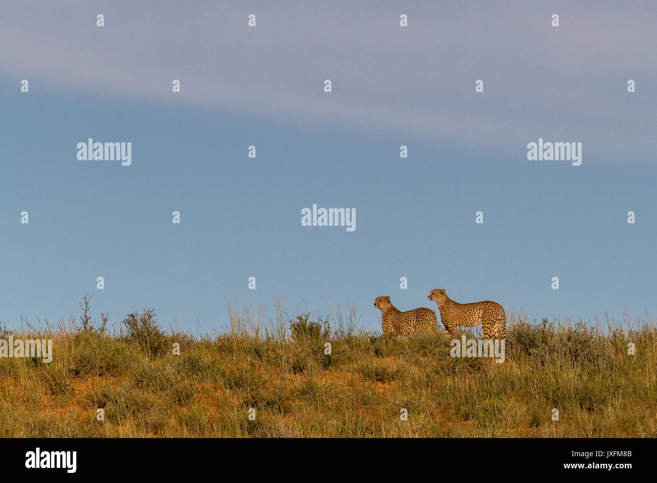 Safari de faune de guépards dans la nature à le parc transfrontalier de Kgalagadi en bordure de l'Afrique du Sud en Namibie et au Botswana Banque D'Images