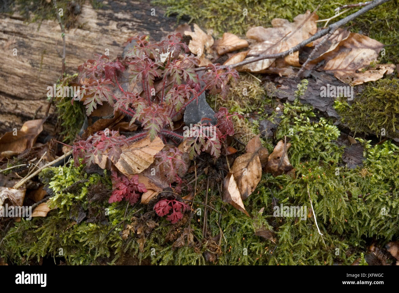 Moss et à feuilles rouges de plus en plus cranesbills sur tronc d'arbre altéré Banque D'Images